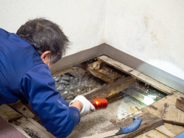 Reliable Planada, CA Mold Remediation Solutions