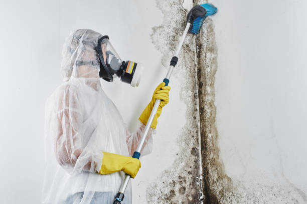 Best Residential Mold Remediation in Planada, CA