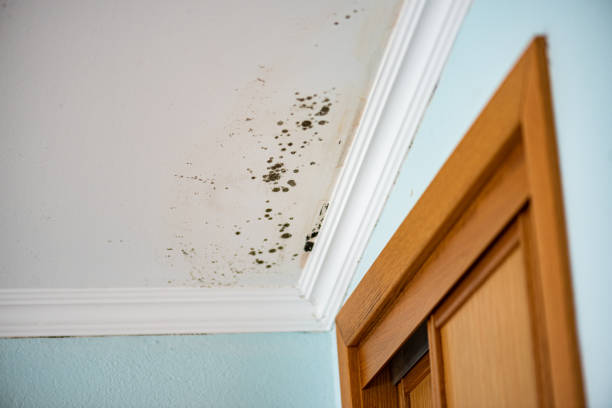 Best Commercial Mold Remediation in Planada, CA