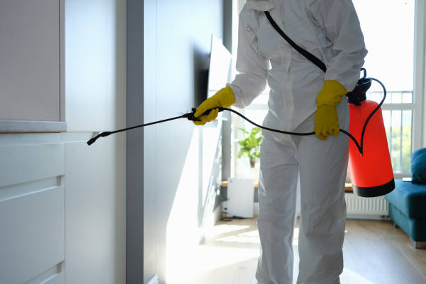 Best Basement Mold Remediation in Planada, CA